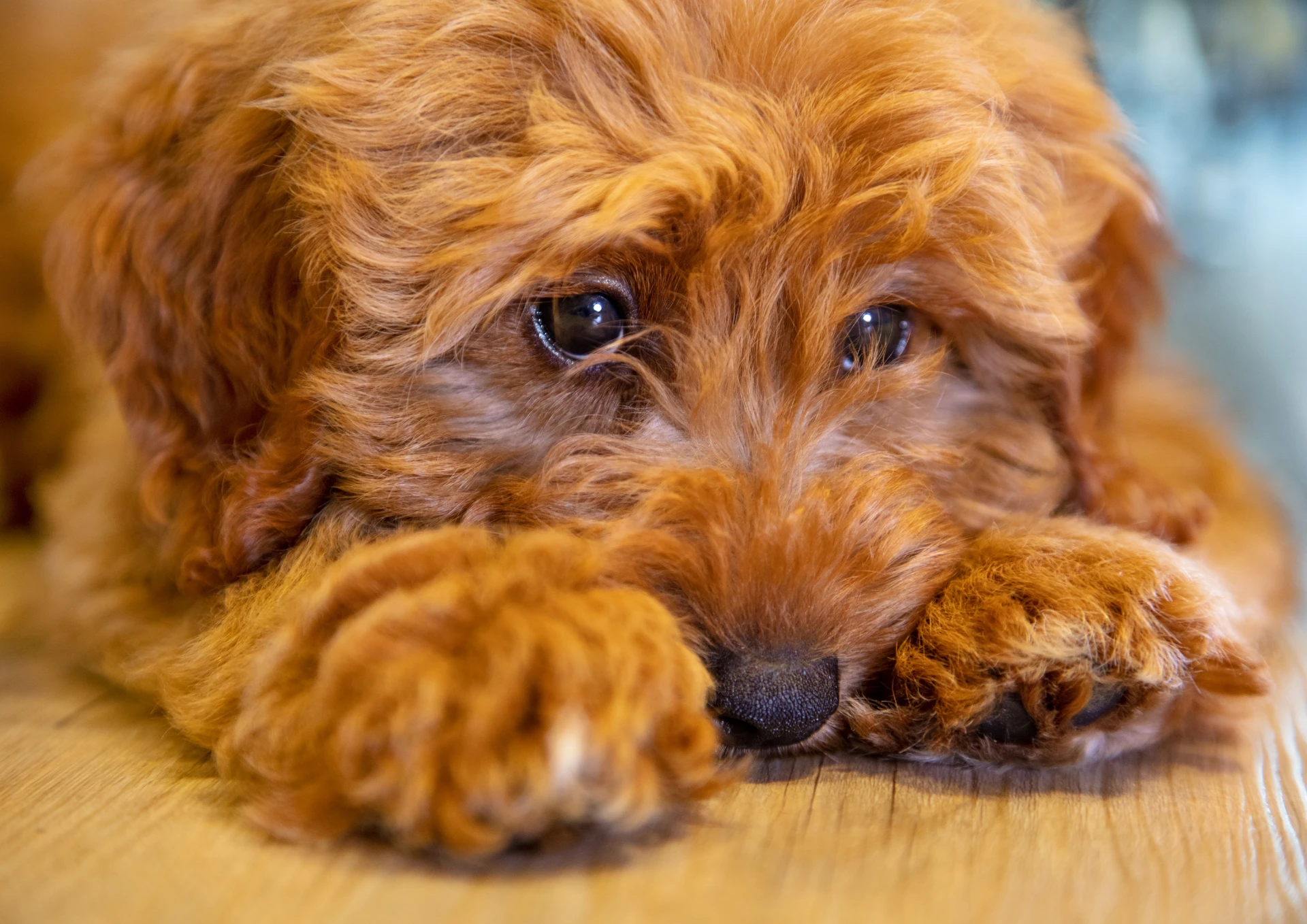 Parvovirus kod pasa